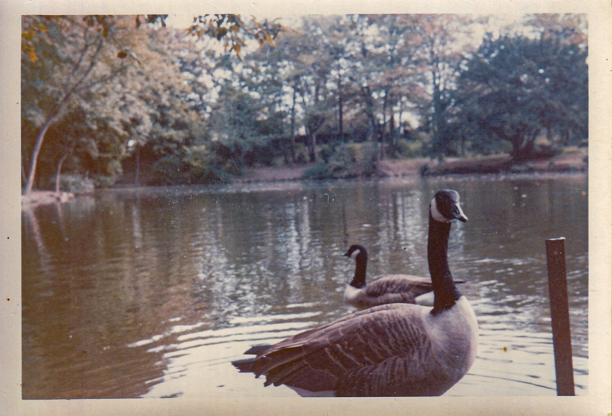Canada goose Priory Park